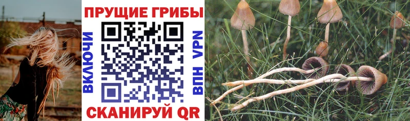 Псилоцибиновые грибы Magic Shrooms  даркнет состав  Мостовской 